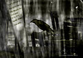 Picture Title - the crow