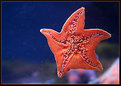 Picture Title - run starfish run