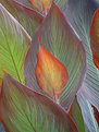 Picture Title - Leaves