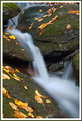 Picture Title - "Splash of Fall"