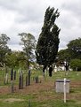 Picture Title - Cemetery Walk