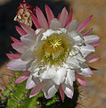 Picture Title - Cactus Flower