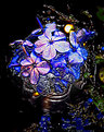 Picture Title - Plumbago on Ice