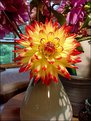 Picture Title - My Dahlia Can Beat Up Your Dahlia