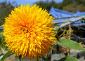 Picture Title - Sunlight in the field