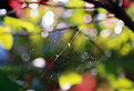 Picture Title - A Normal Web 