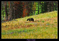 Picture Title - Grizzly Bear