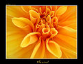 Picture Title - Flowered