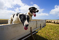 Picture Title - Sheep Dogs