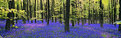 Picture Title - Bluebell Panorama
