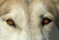 Picture Title - Wolfeyes