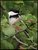 Black-capped Chickadee