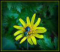 Picture Title - Aster Bug