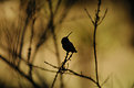 Picture Title - Sunset Hummingbird