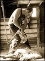 Picture Title - Shearing Time 2