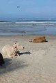 Picture Title - Cows at Beach