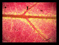 Picture Title - veins