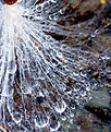 Picture Title - Milkweed seed with Dew