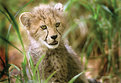 Picture Title - Cheetah Cub