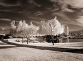 Picture Title - Shoreline Park #1 IR