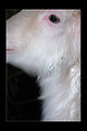 Picture Title - Angora Goat