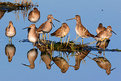 Picture Title - Short-billed Dowitchers