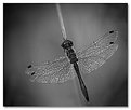 Picture Title - Dragonfly in the evening