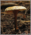 Picture Title - mushroom