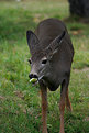 Picture Title - Apple Doe