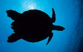Picture Title - silhoutte of turtle