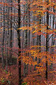 Picture Title - Colours of Wood