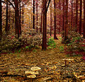 Picture Title - Autumn forest