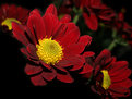 Picture Title - red flowers