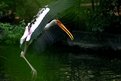 Picture Title - Painted Stork
