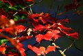 Picture Title - Red Maple