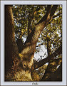 Picture Title - The Oak
