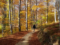 Picture Title - Walking the golden path