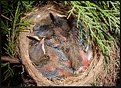 Picture Title - 3 Young Robins