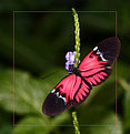 Picture Title - Butterfly