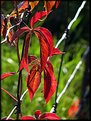 Picture Title - Climbing Vine