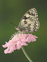 Picture Title - Marbled White