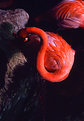 Picture Title - Flamingos in Space