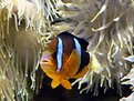 Picture Title - Anemone Fish and Friend