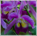 Picture Title - orchid 1