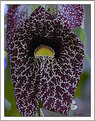 Picture Title - orchid 2