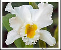 Picture Title - orchid 3