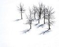 Picture Title - snow aspens