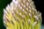 protea bloom