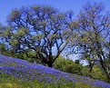 Picture Title - Lupin & Oaks