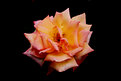 Picture Title - Weathered Rose